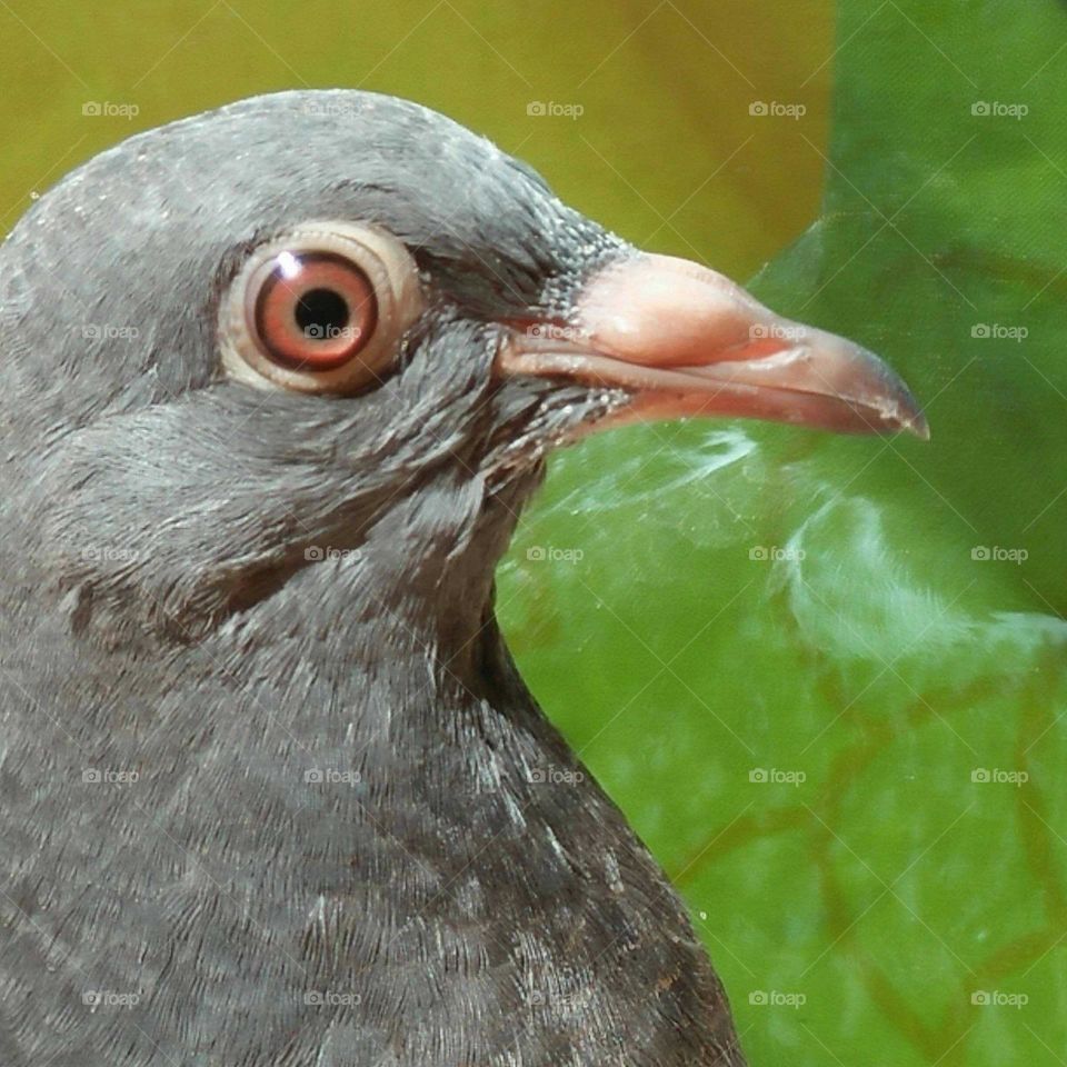 Macro eye of pigeon.