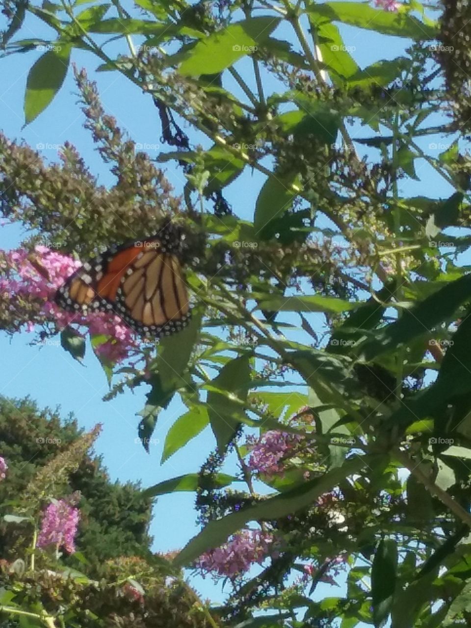 another closeup of butterfly on bush in sky