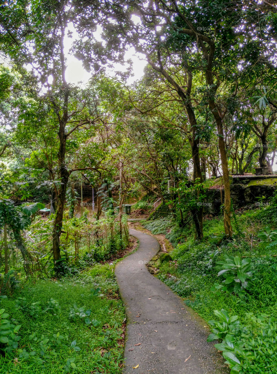 A  footpath through the forest on Ma Wan Island, Hong Kong