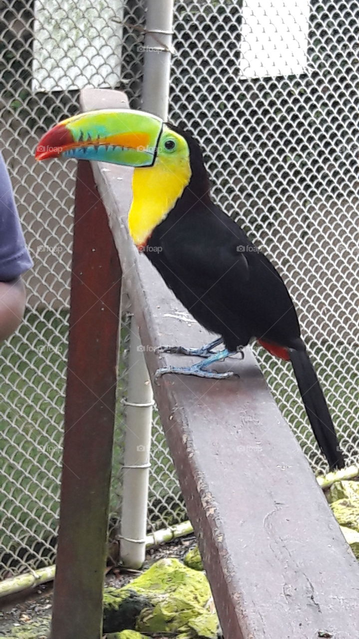 Climbing bird with black plumage with very bright spots on the chest and neck, with the beak also colored, broad and tall as the face, almost as long as the body, and somewhat curved; is easily domesticated and lives in a natural state in Central and South America; There are several species, of very different color, shape and size.