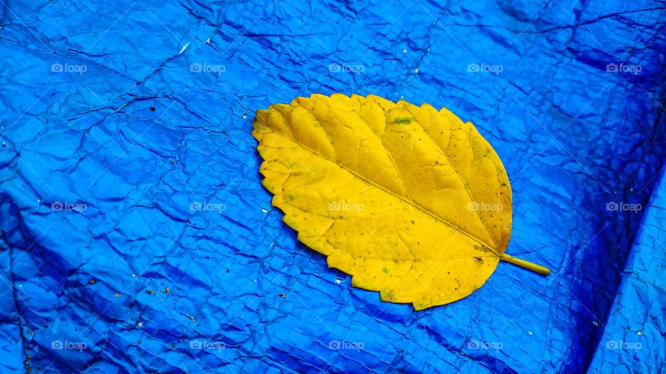 yellow leaf on blue cloth.