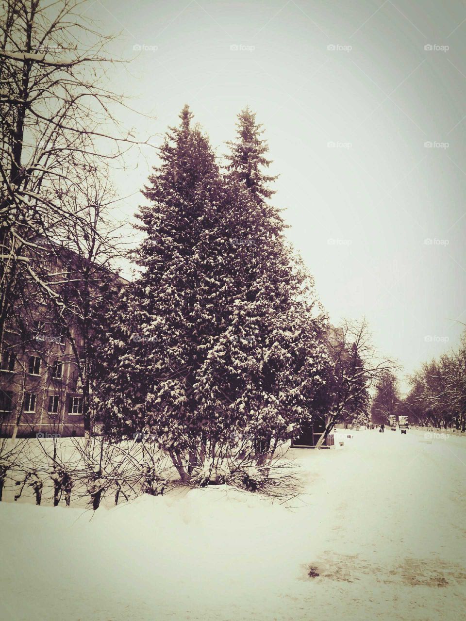 Winter, Snow, Tree, Fog, Cold