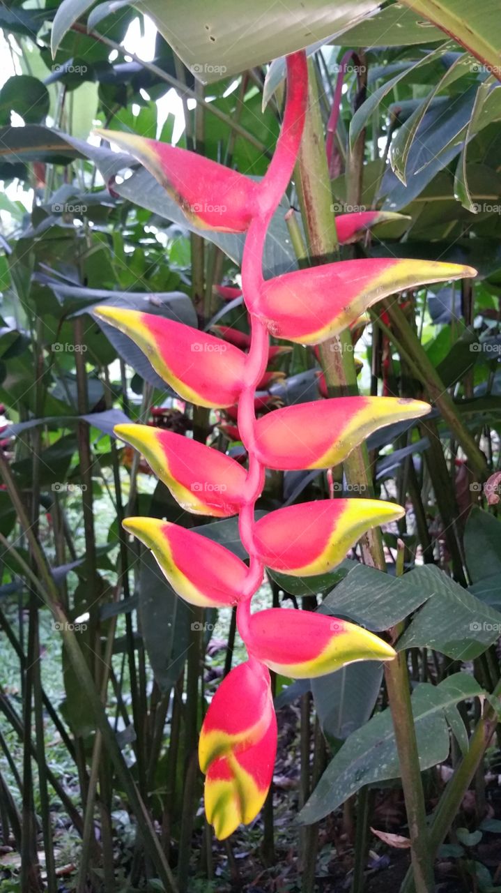 beautiful flower that resembles a flame or fire in La Fortuna Costa Rica