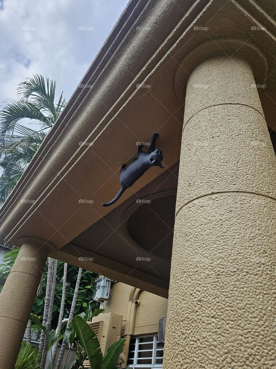 Challenging gravity, the little black cat stands upside down on the building