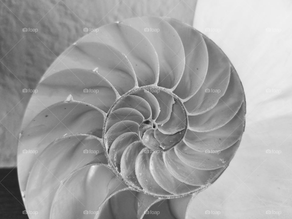 Chambered Nautilus Shell Sliced in Half