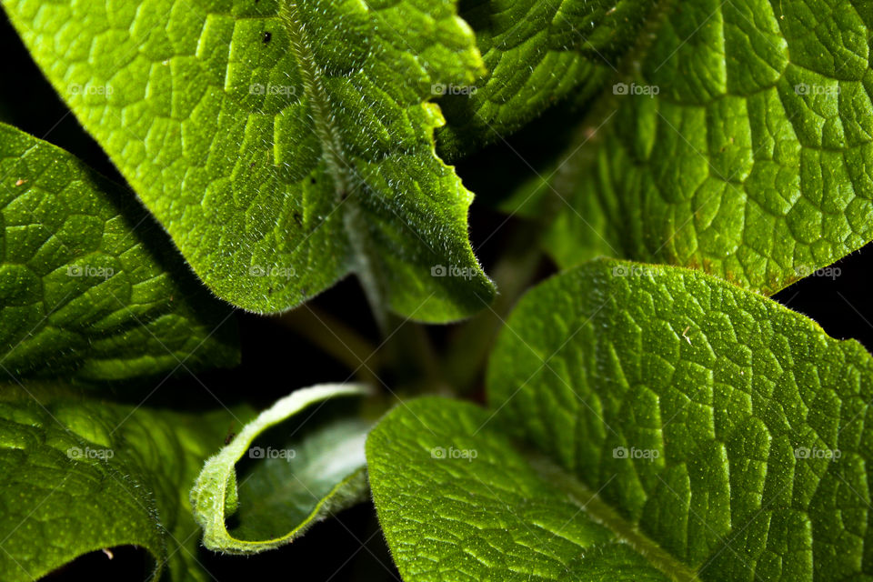 comfrey