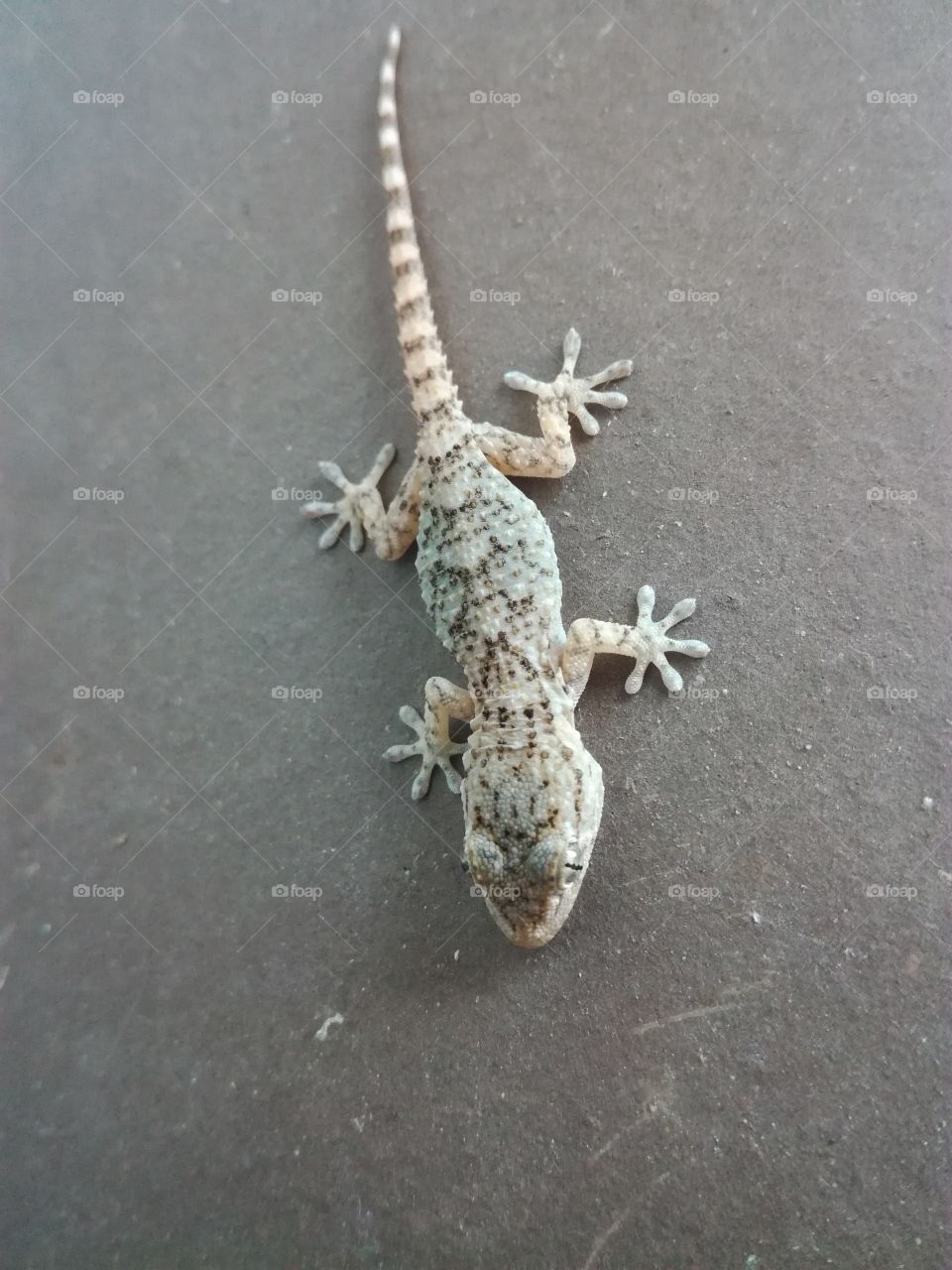 gecko