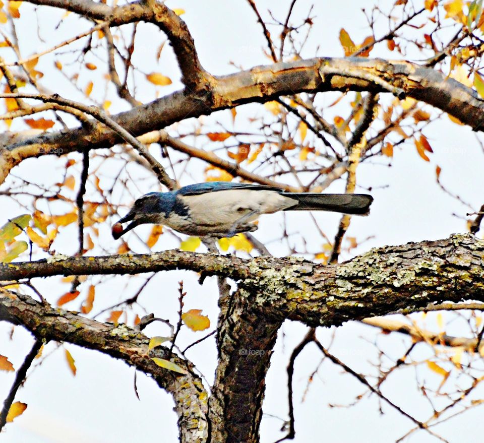 A blue Jay with a nut in its beak, storing up for the winter