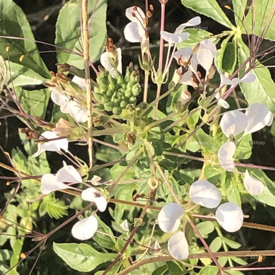 Flower 
