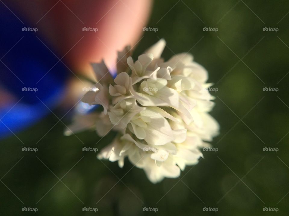 Close-up of white flower