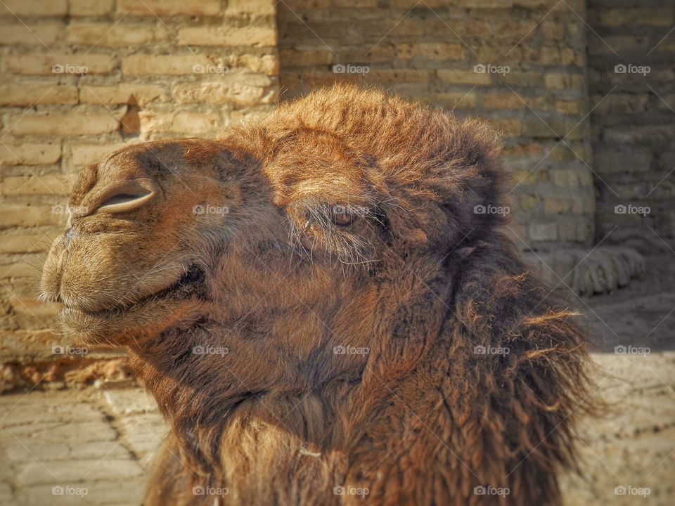 Close-up of camel