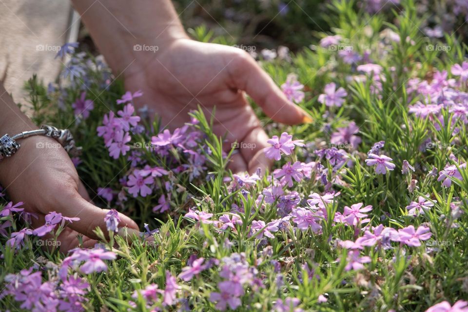 phlox flowers and hands
