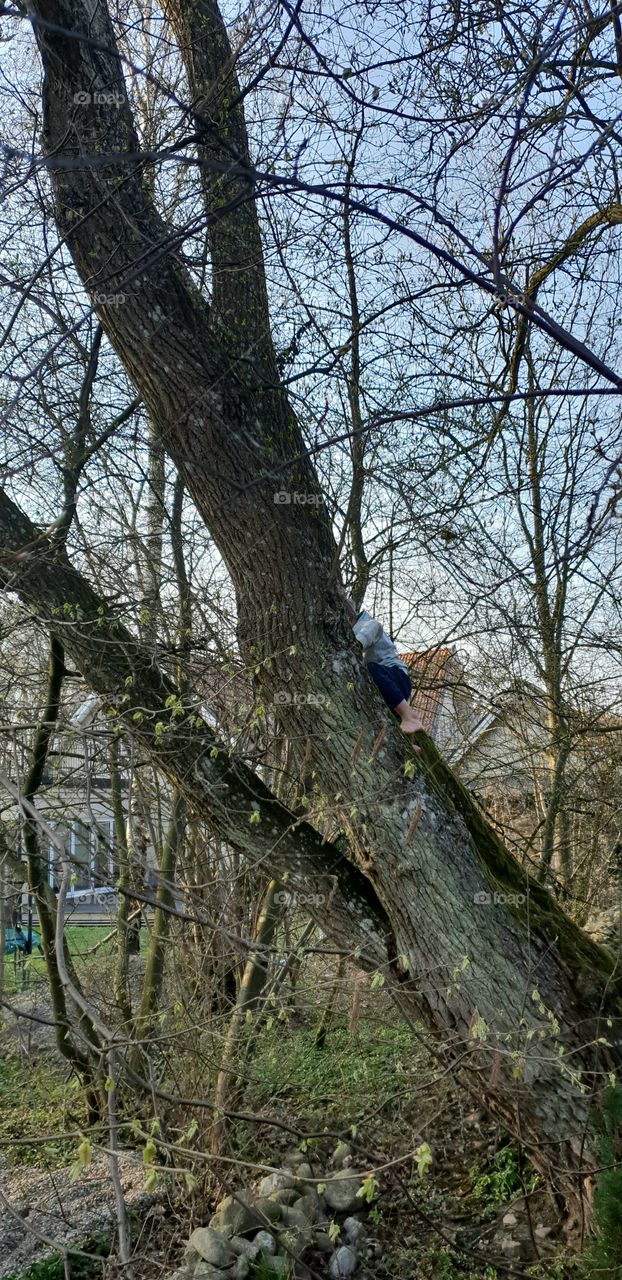 Boy hiding in tree