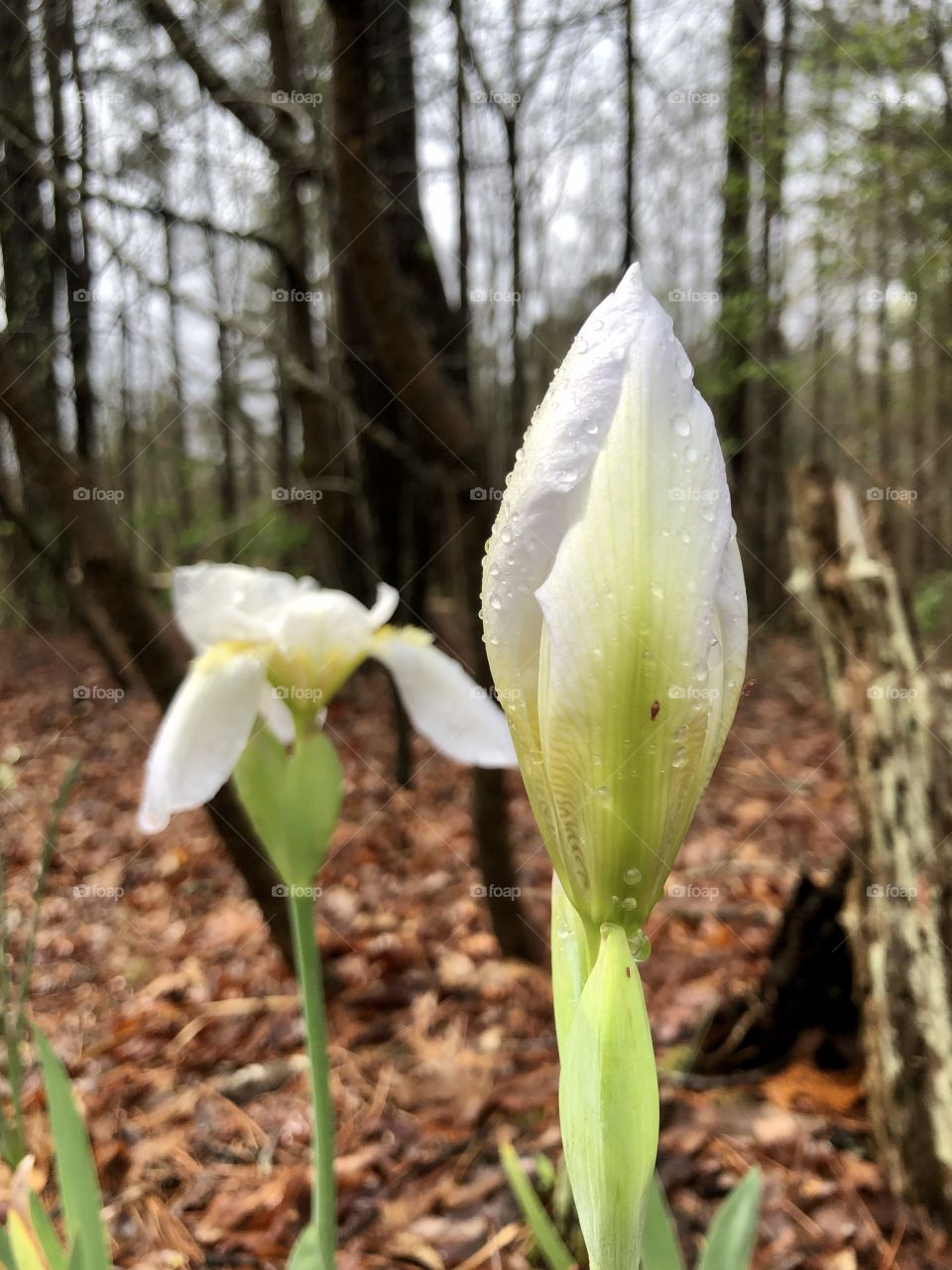 Raindrops on new irises after springtime storms 