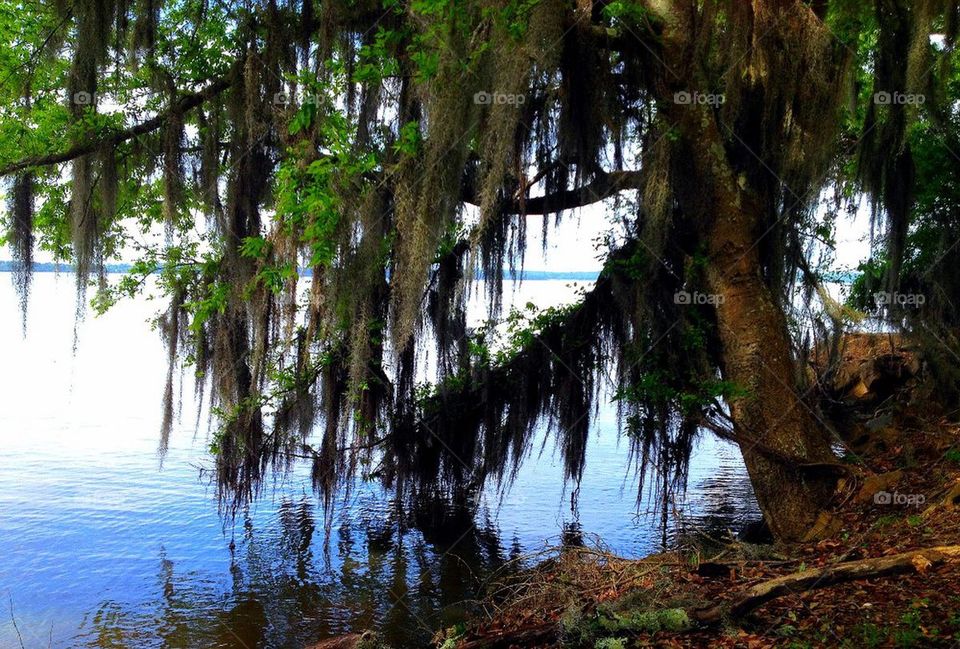 Scenic water and tree 