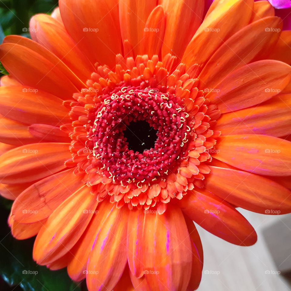 Nice orange gebra in a vase