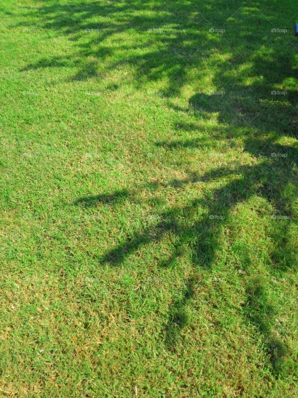 Shadows of Nature...or as we call it in Texas, "shade!"