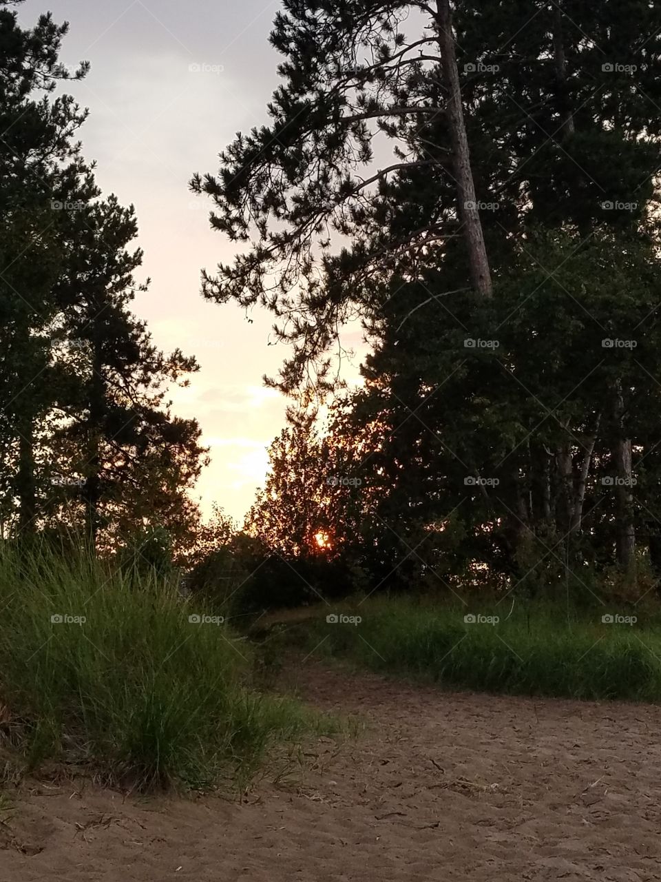 Sunset Through The Trees