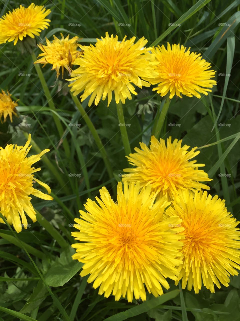 Dandelions 