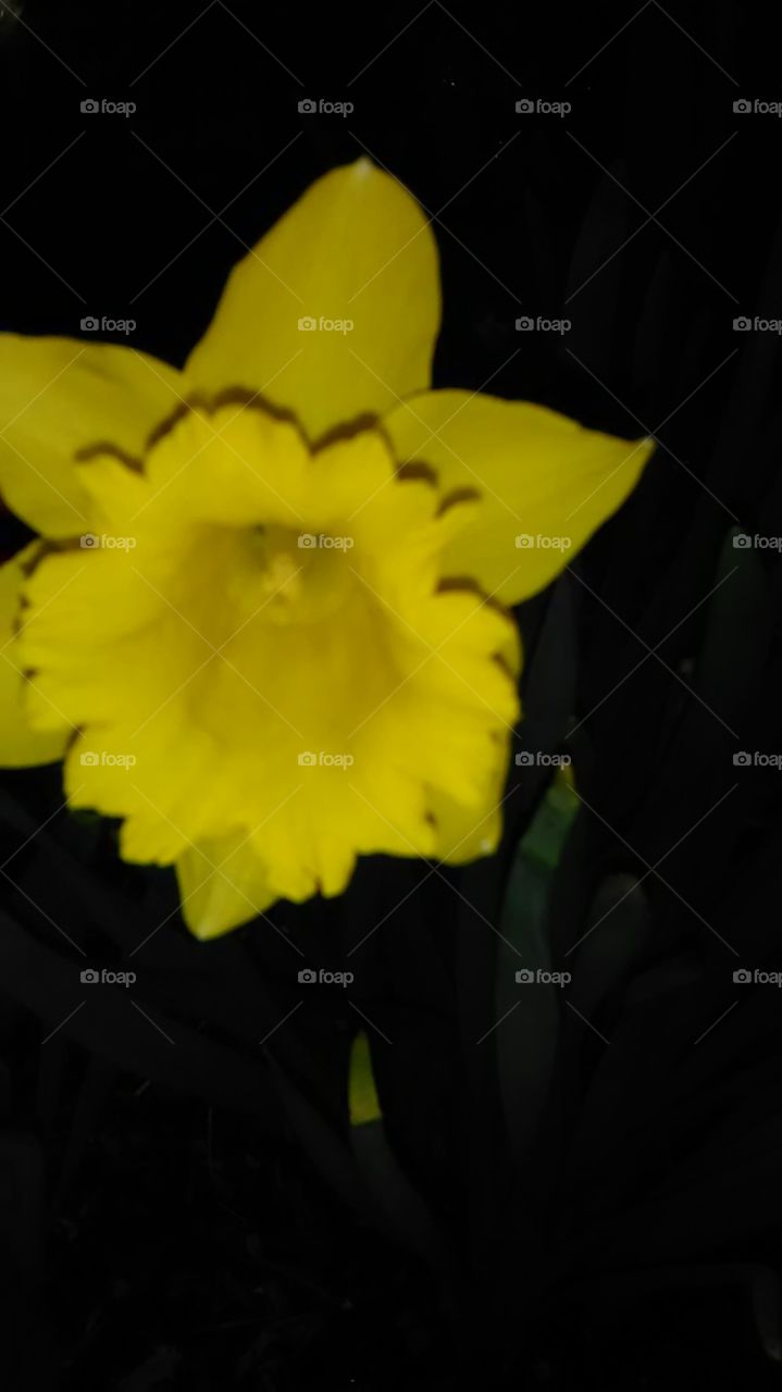 daffodils