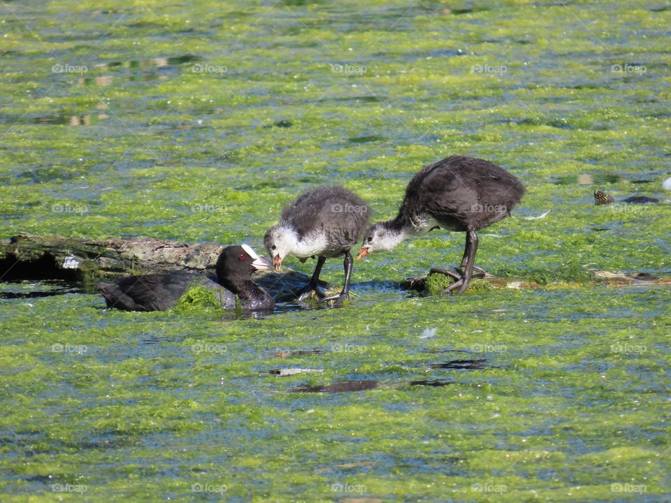 Bird with chicks on the lake