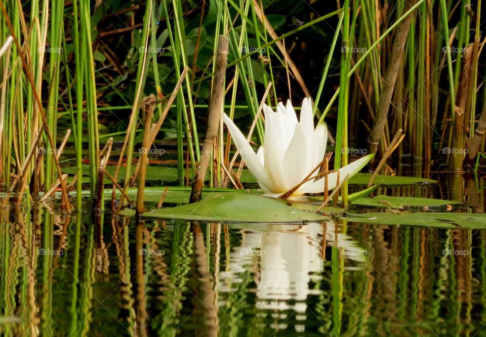 Lilypad Flower alone on stream