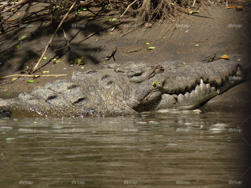 Crocodile in Costa Rica