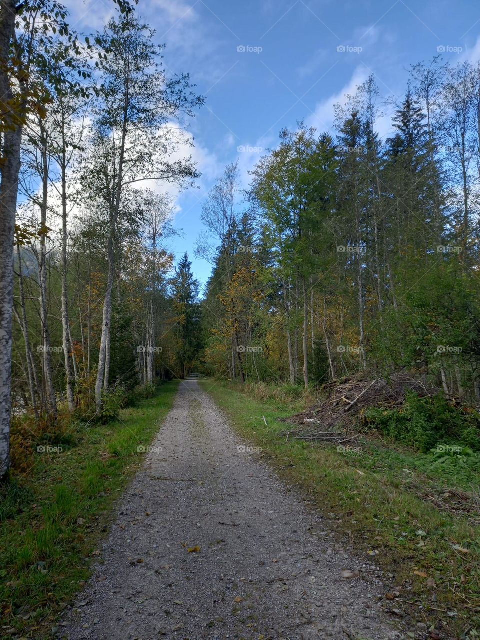 A Trail Through the Forest