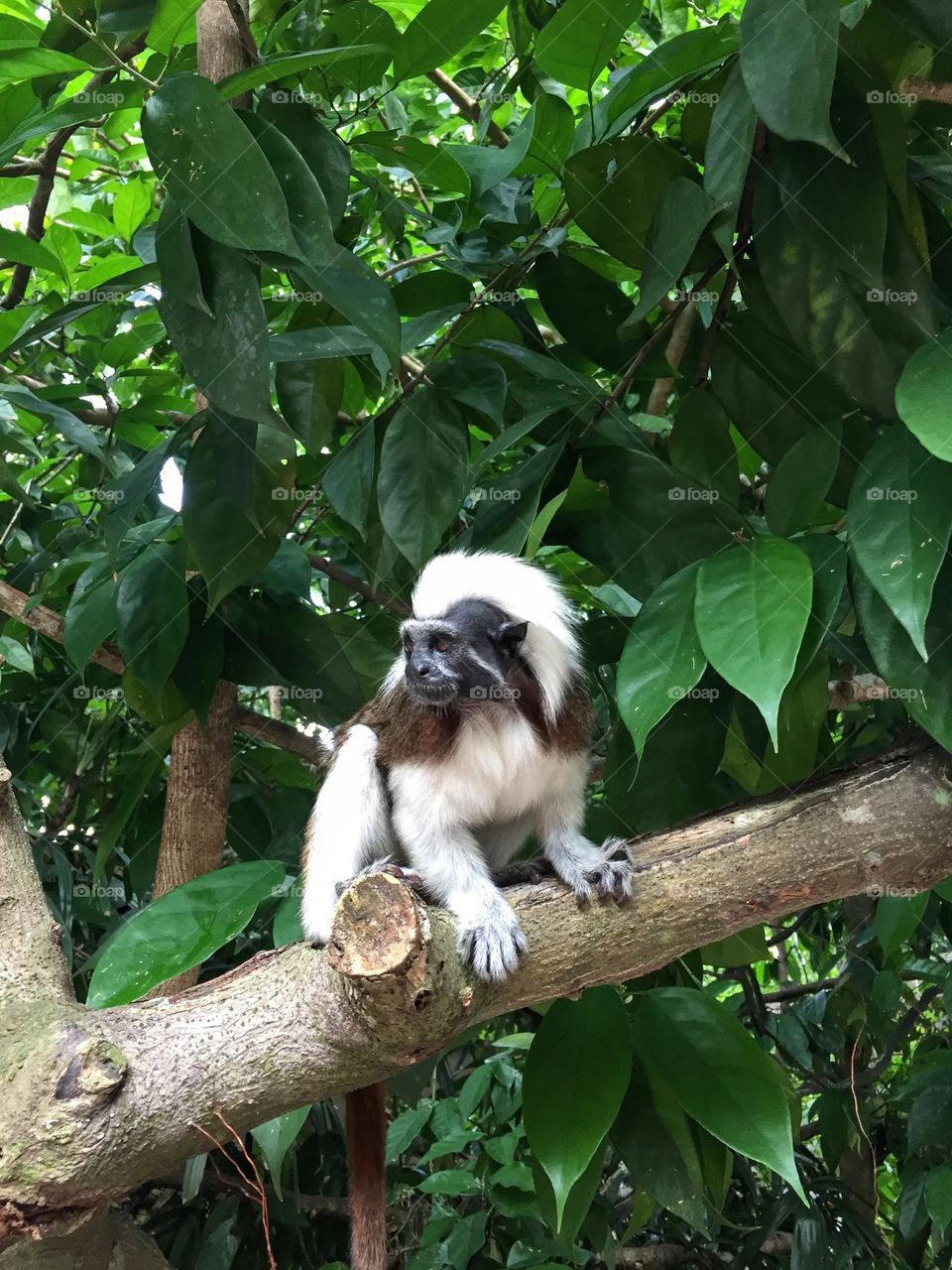 Cotton-top tamarin sitting on the thick branch and looking to the side