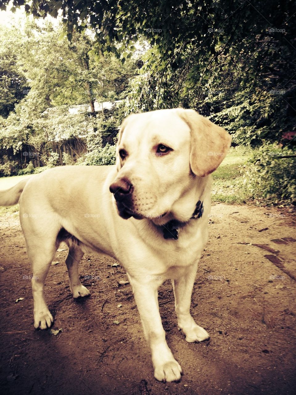 Yellow Lab