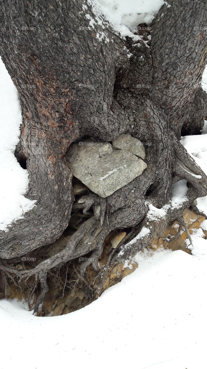 heart of stone inside the tree