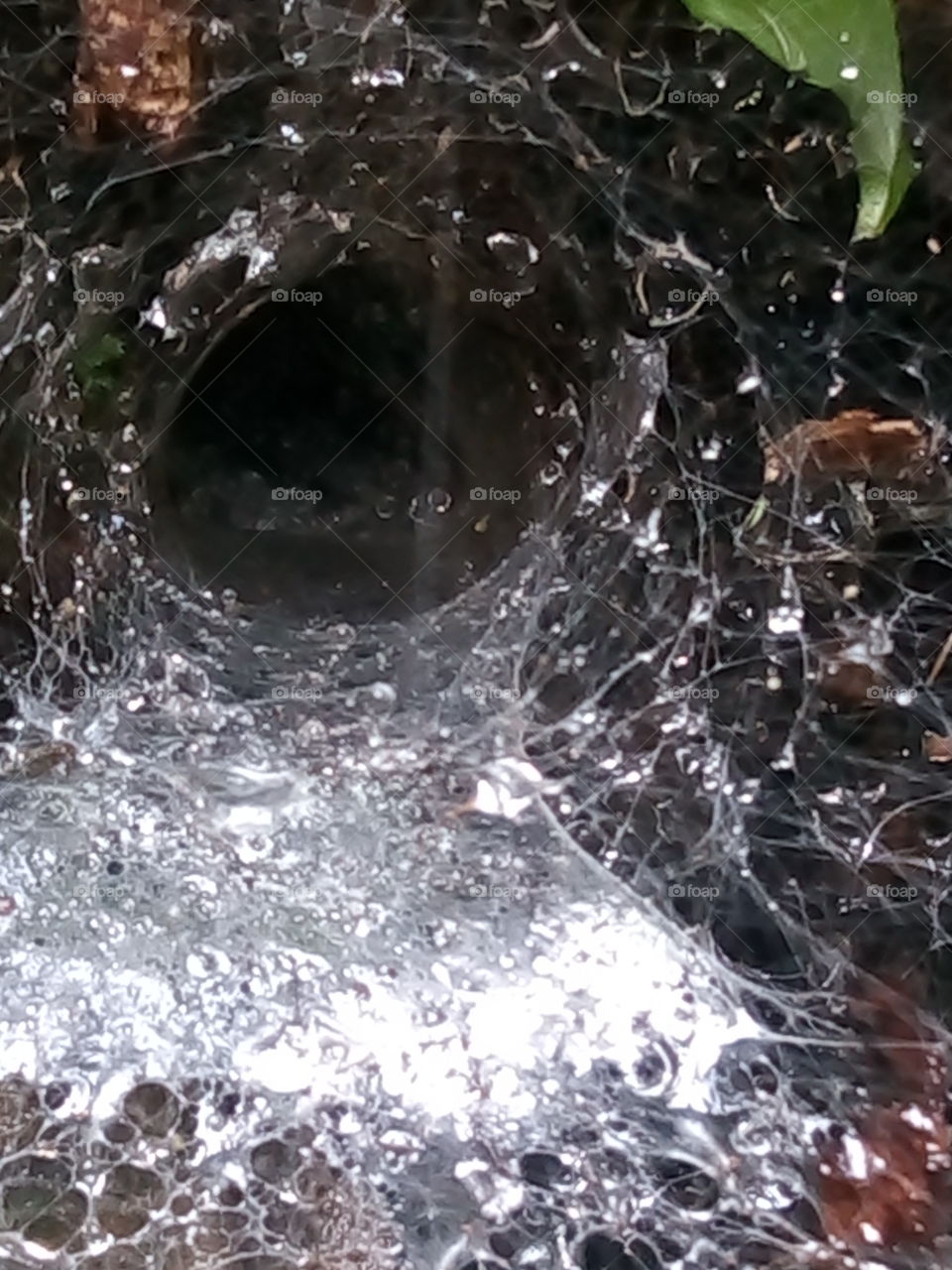 spider home