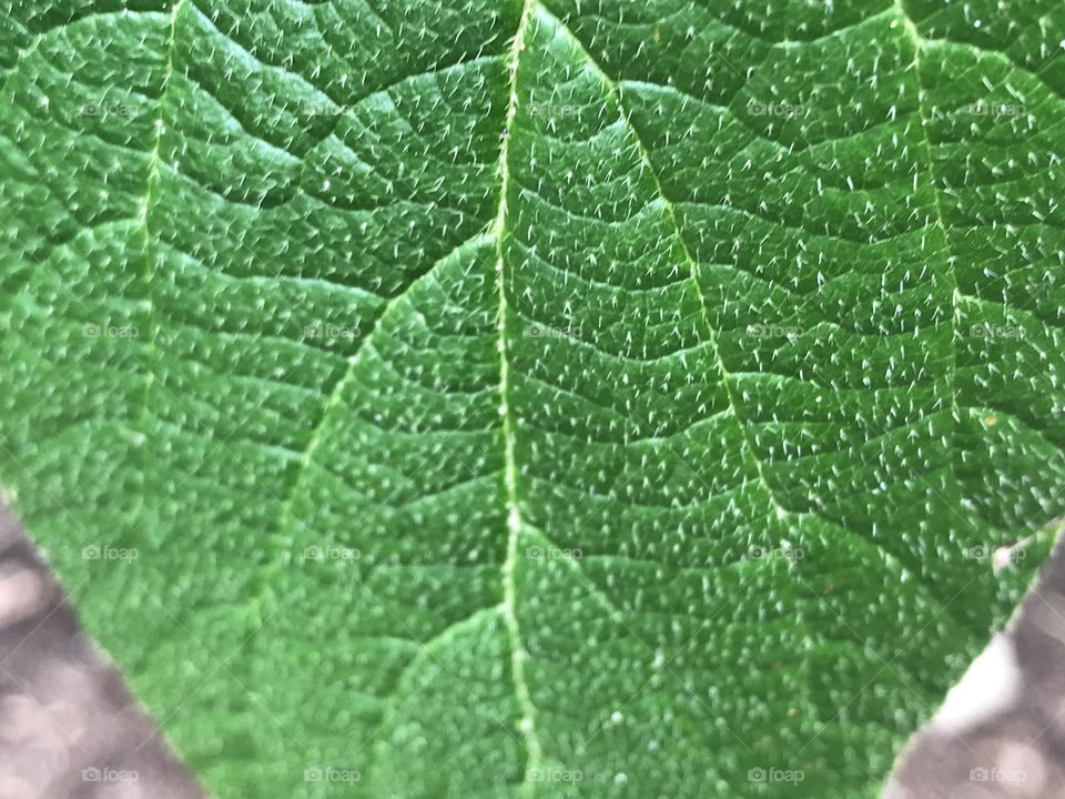 Leaf Closeup 