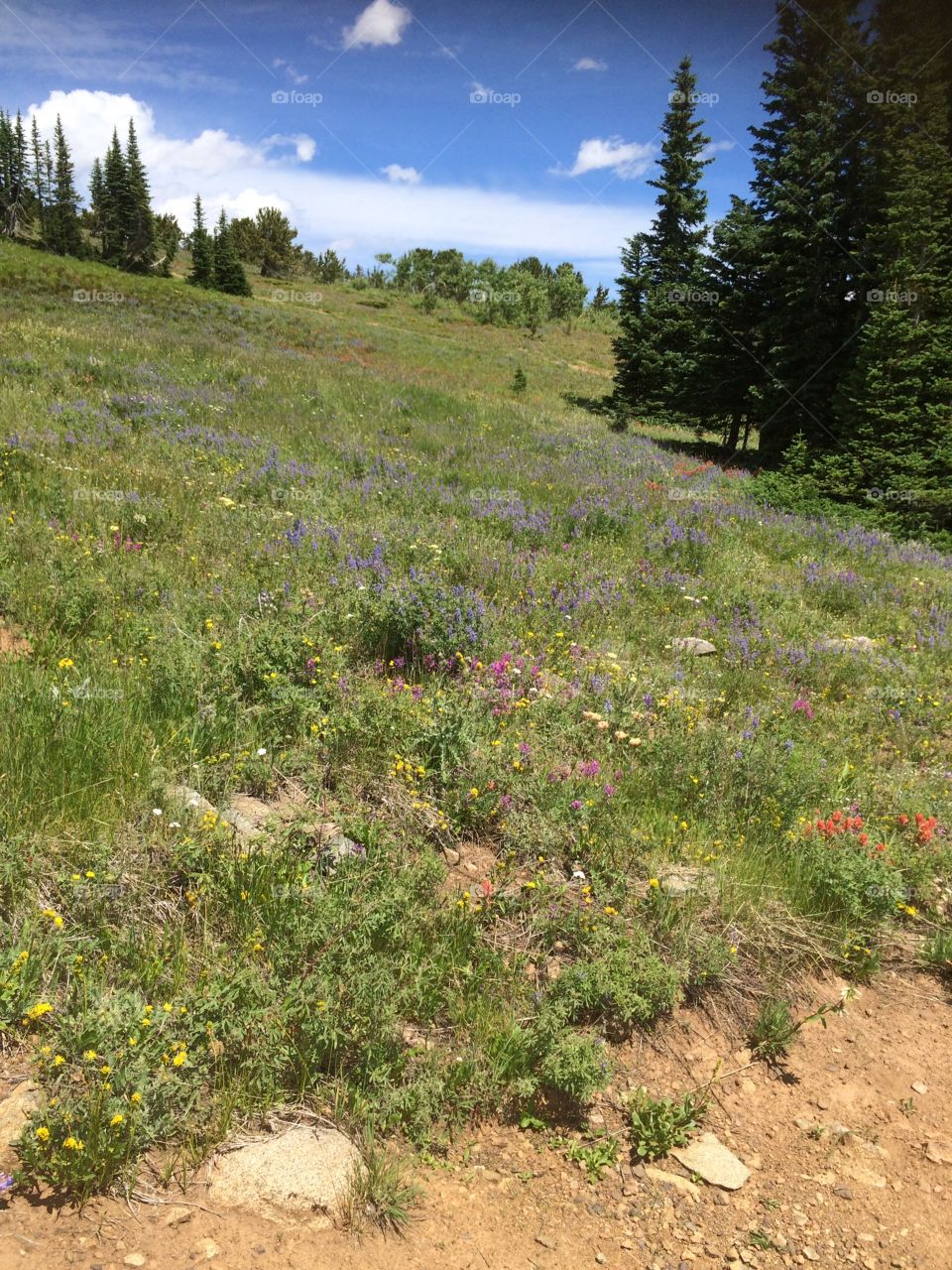 Caribou, Colorado wild flowers