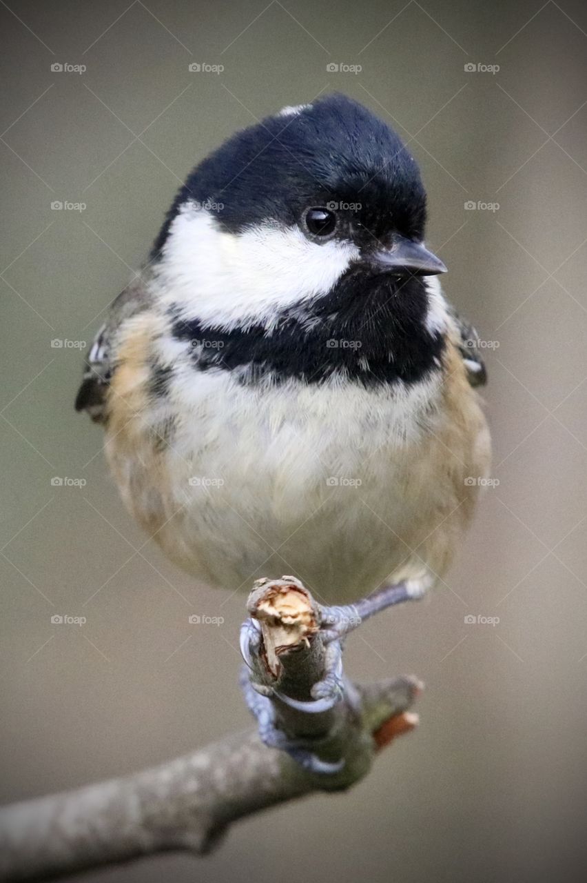 Coal tit