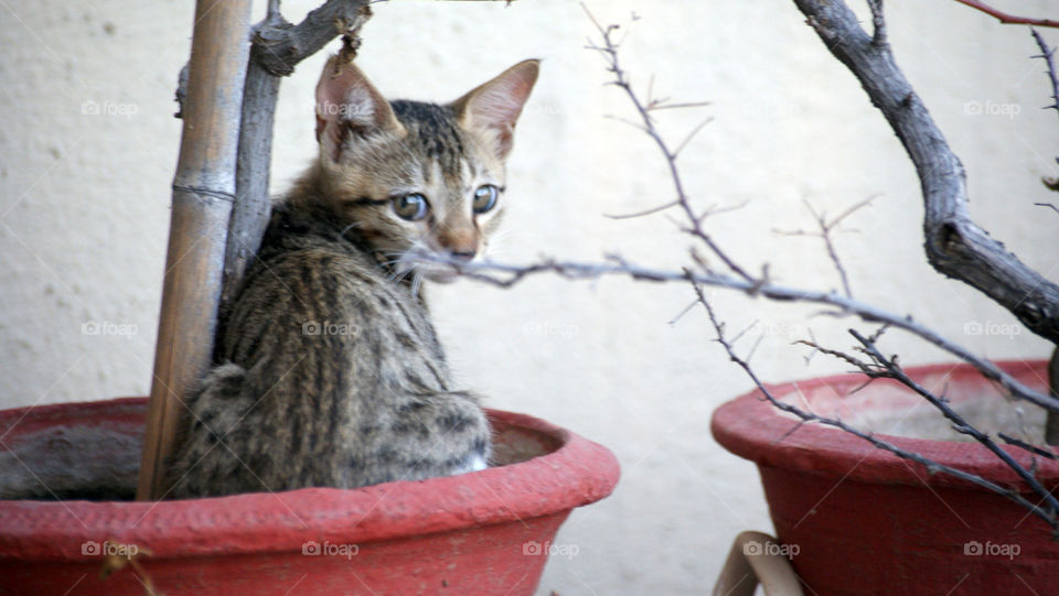 Moveable Kitten plant
