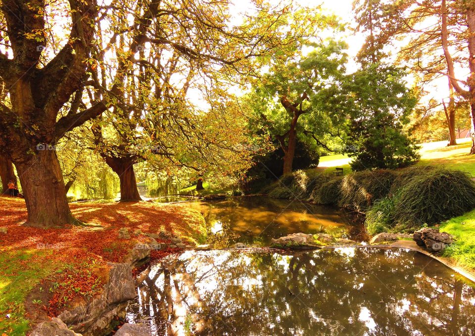 Reflection of trees on lake