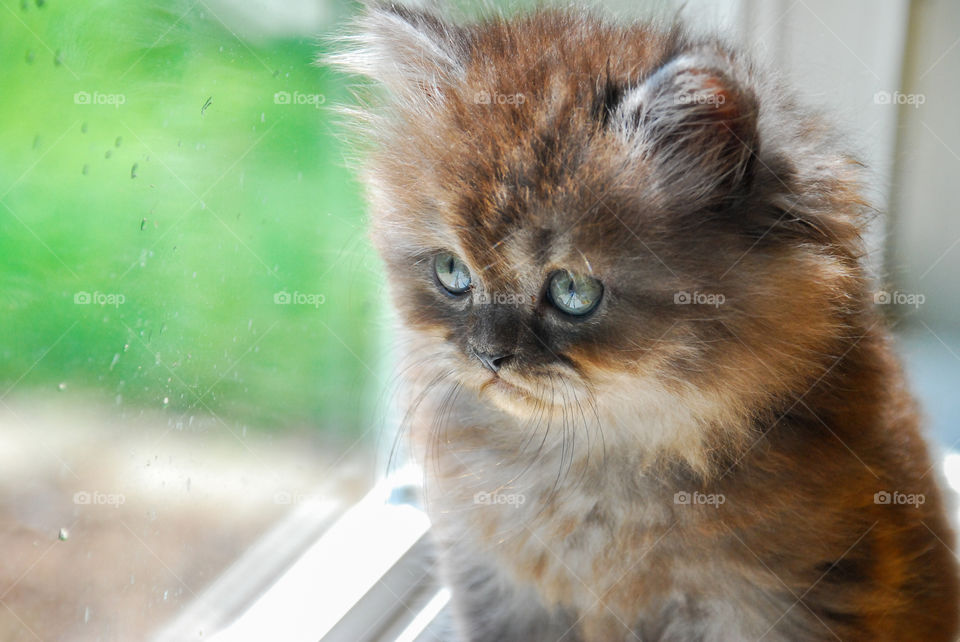 Baby Persian kitty looking out the window 