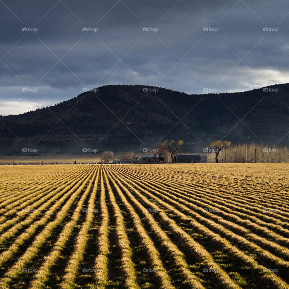 Rows of gold in a field on an overcast day