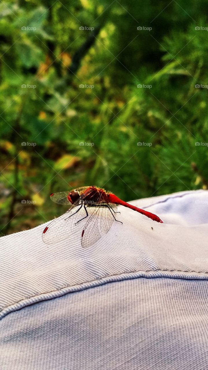 Red dragonfly