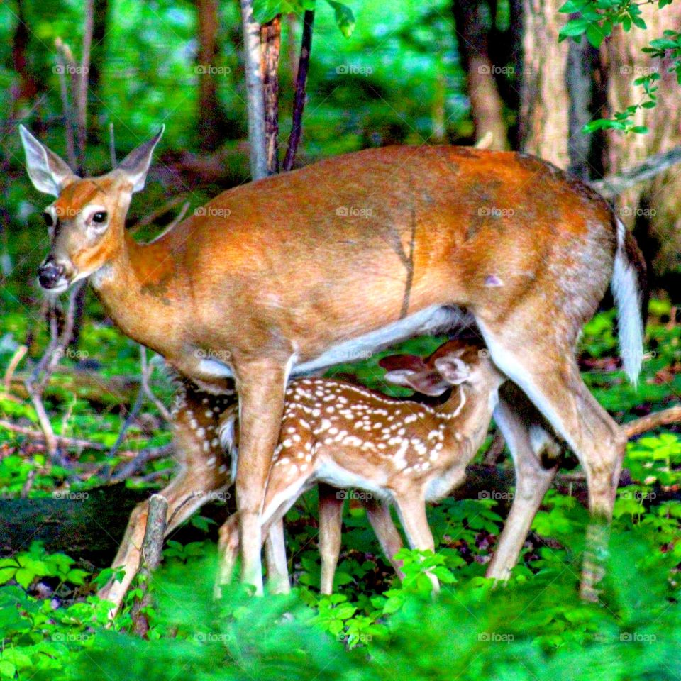 Twins nurse in my backyard!