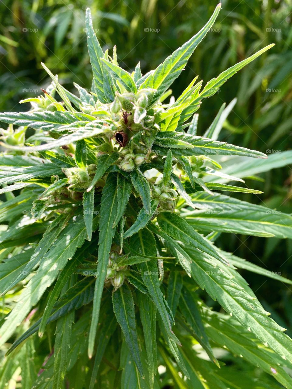 Close-up of cannabis plant