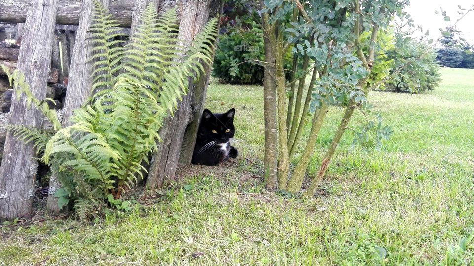 Lying black cat