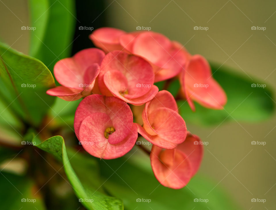 Floral photography - Crown of thorn - Petals Pattern