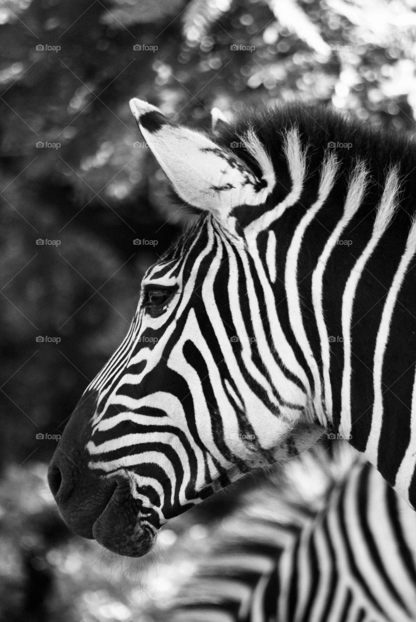 A black and white close up of a zebra 