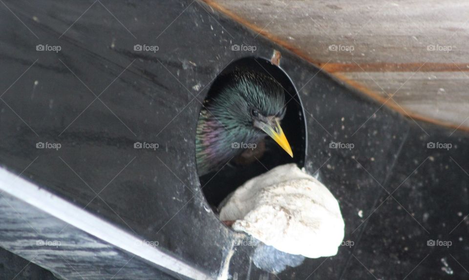 Starling peeks out from nest in metal gazebo 