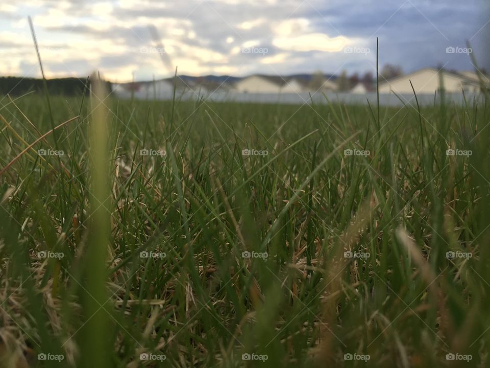 Grassy field