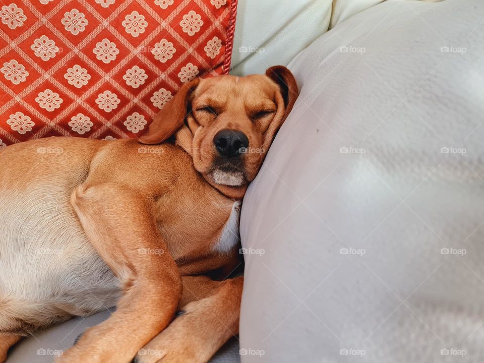 close-up of little dog sleeping peacefully on the sofa