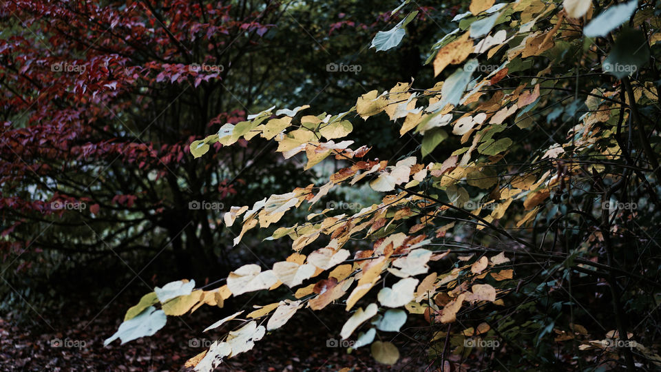 Leaves in autumn