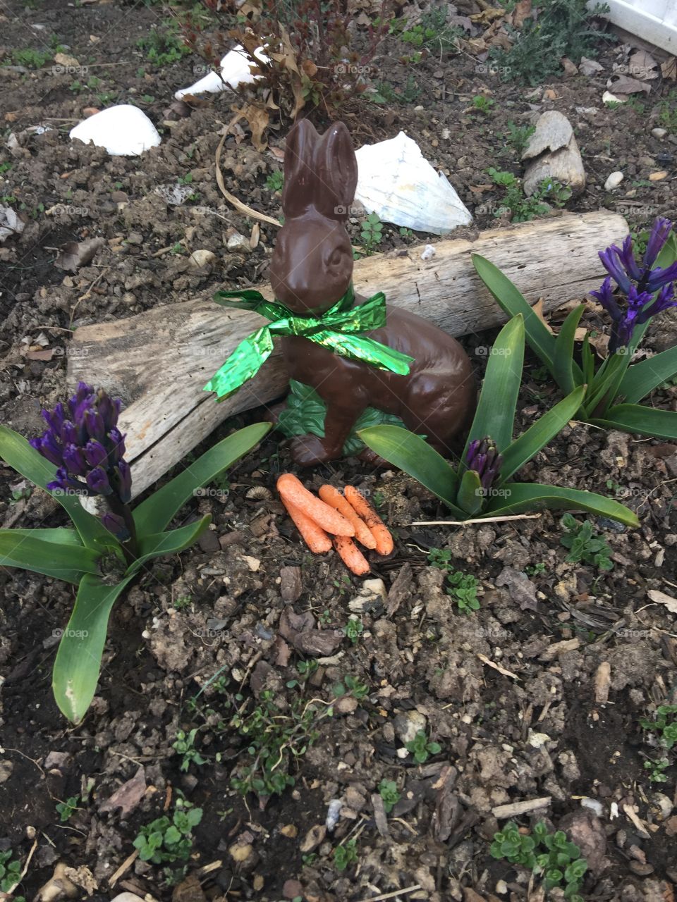 Pretty purple hyacinths with a chocolate bunny eating carrots 
